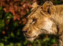 Oude leeuwin, Zuid-Afrika
